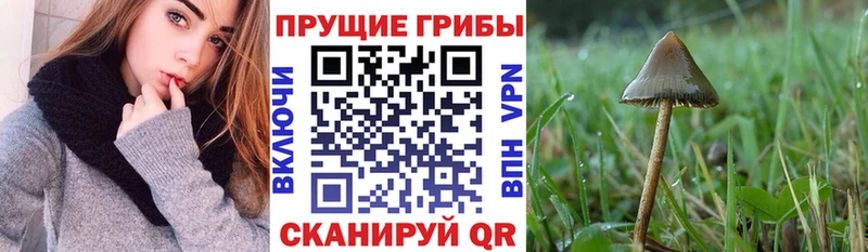 это Telegram  Старая Купавна  Псилоцибиновые грибы ЛСД 